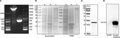 Development of a Monoclonal Antibody Against Porcine CD163 SRCR5 Domain Which Partially Blocks Infection of PRRSV